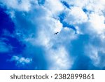 Small photo of Large bird flying high above looking for its new prey. scavenger animal