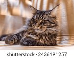 Small photo of Maine Coon marble color in a cardboard box in ambush