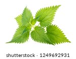 Nettle leaves isolated on white background