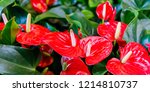 Red Anthurium Flowers  ...