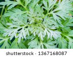 Wormwood leaves background. Artemisia absinthium ( absinthe, absinthium, absinthe wormwood, wormwood ) plant, close up macro