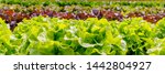 Small photo of Green Lettuce leaves on garden beds in the vegetable field. Gardening background with green Salad plants in the open ground, banner. Lactuca sativa green leaves, closeup. Leaf Lettuce in garden bed