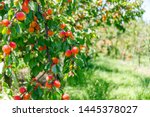 Many Red Apricot fruits on apricot tree. Ripe apricot fruits on branch with leaves in apricot garden bokeh background