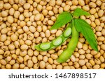 Soy bean mature seeds with immature soybeans in the pod. Soy bean, close up.  Open green soybean pod on dry soy beans background. Green soybean pods on dry soy bean  