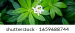 Woodruff Herb Plant With White...
