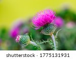 Pink Blessed Milk Thistle...