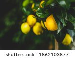 Yellow Citrus Lemon Fruit And...
