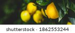 Yellow citrus lemon fruits and...