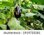 Aubergine Eggplant Plants In...
