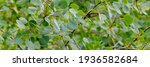 Small photo of Populus tremuloides aspen green leaves in summer, banner. Nature background with Populus trembling aspens or quaking aspen tree, close up. Many popple leafs