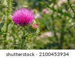 Blessed Milk Thistle Flowers In ...
