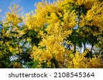 Small photo of Beautiful Yellow mimosa small flowers in spring garden with sunny bokeh light. Yellow gold flowering mimosa tree. Acacia dealbata tree with gold blossom