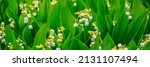 White Lily of the valley (Lily-of-the-valley) small fragrant flowers in green leaves. Banner. Convallaria majalis  woodland flowering plant.