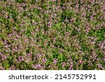 Small photo of Thymus vulgaris flowers grow in apothecary 's garden. Plantation herbal field with flowering Thymus serpyllum plants. Breckland wild thyme purple flowers in summer meadow. Many small pink flowers