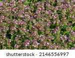 Small photo of Thymus vulgaris flowers in apothecary 's garden. Plantation herbal field with flowering Thymus serpyllum plants. Breckland wild thyme purple flowers in summer meadow. Many small pink flowers