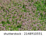 Small photo of Thymus vulgaris flowers in garden. Plantation herbal field with flowering Thymus serpyllum plants. Breckland wild thyme purple flowers in summer meadow. Many small pink flowers