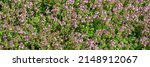 Small photo of Thymus vulgaris flowers grow in garden. Banner. Plantation herbal field with flowering Thymus serpyllum plants. Breckland wild thyme purple flowers in summer meadow. Many small pink flowers
