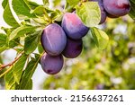 Small photo of Ripe plums in plum garden. Agriculture Harvesting background. Plum orchard in countryside.
