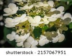 White Hydrangea Var. Paniculata ...