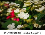 White Hydrangea Paniculata ...