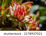 Small photo of Sempervivum tectorum flower rosette with drops of dew in sunny bokeh background. Rosette-forming succulent plant in garden after rain. Common houseleek Evergreen perennial plant with droplets.
