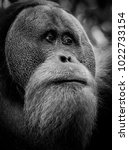 The Orangutan Of Bukit Lawang...
