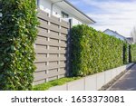 Modern landscaping with a cherry laural hedge