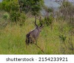 Nyala Antelope In Hluhluwe...