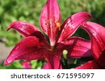 Single Pink Tiger Lily Flower