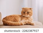 Small photo of a red cat of the Scottish fold breed