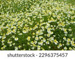 field of daisies in spring close-up