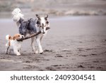 Two dogs playing with a stick...