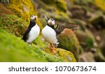 A Pair Of Puffins Sitting On A...