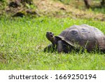 Giant Galapagos Tortoise In The ...