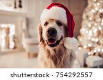 Merry Christmas and Happy New Year! Cheerful dog labrador is sitting in Santa Claus hat. Golden retriever is waiting for the holiday at home.