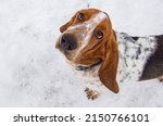 Small photo of basset hound on a walk. basset hound on a walk in winter. basset hound close-up. a basset hound puppy.