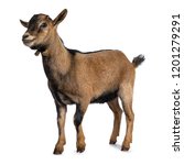 Brown Agouti Pygmy Goat...
