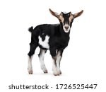 Black baby goat with white and brown spots, standing side ways with head turned to camera. Looking towards camera showing both eyes and ears up. Isolated on white background.