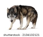 Small photo of Handsome American Wolfdog, standing side ways, head down and looking straight to camera. Licking mouth with tongue. Isolated on a white background.