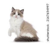 Small photo of Cute mink Ragdoll cat kitten, sitting up side ways with one paw lifted in air. Looking towards camera with mesmerising aqua greenish eyes. Isolated on a white background.