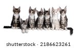 Perfect row of 7 amazing Maine Coon cat kittens, sitting beside each other on an edge. All looking curious towards camera. Isolated on a white background.