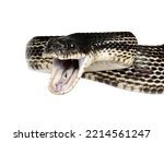 Head Shot Of A Black Rat Snake...