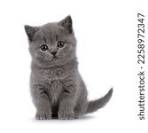 Cute grey british shorthair cat ...
