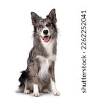 Young adult blue merle border...