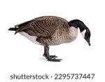 Small Canadian Goose, standing side ways. Head bowed down towards ground. Isolated on a white background.