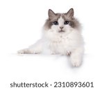 Small photo of Pretty bicolor Ragdoll cat, laying down side ways on an edge. Paw hanging down over edge. Looking at camera with dark blue eyes. Isolated on a white background.