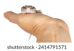 Small photo of Beautiful Mack Snow Eclipse colored Eublepharis macularius or Leopard Gecko, standing on human hand. Isolated on a white background. Looking straight ahead to camera.