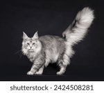 Small photo of Impressive silver Maine Coon cat, walking side ways. Looking straight to camera. Enormous tail fierce up in air. Isolated on a black background.