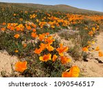 Antelope Valley Poppy Reserve ...