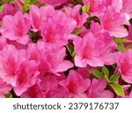 Pink azalea flowers in the...